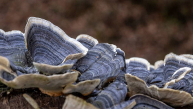 Немецкие учёные вырастили грибы со свойствами земляники